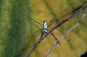 Argiope_protensa_D3570_Z_75_Mt Florence station_Australie